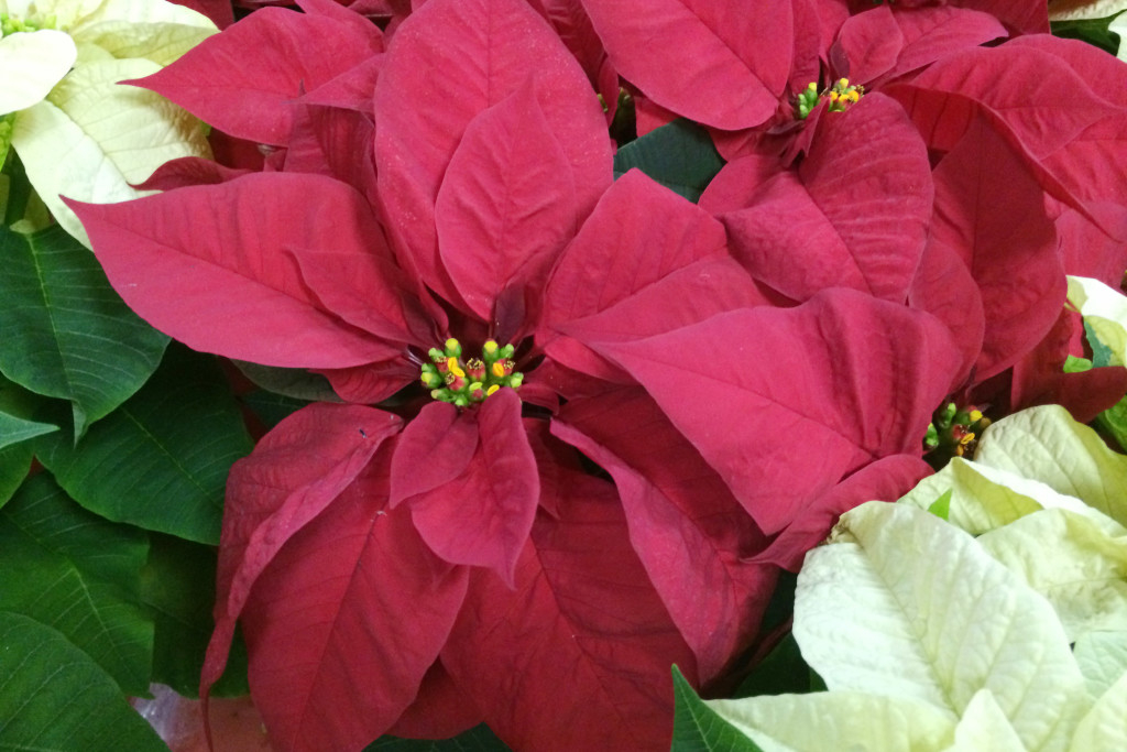 poinsettia